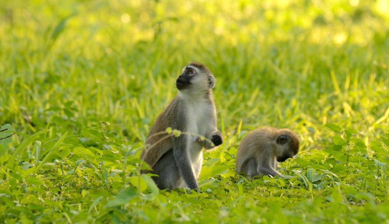 Migunga Tented Camp Mto wa Mbu ภายนอก รูปภาพ